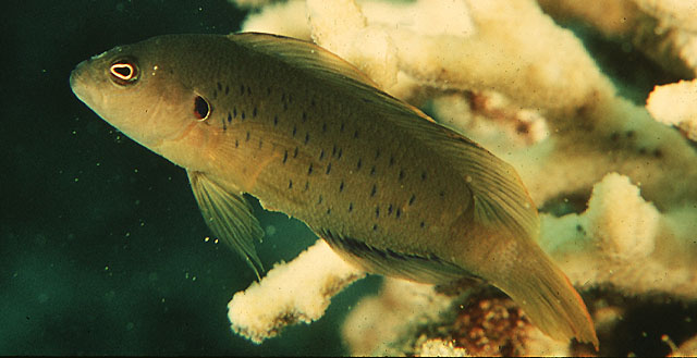 Pseudochromis olivaceus (Pseudocromide oliva)